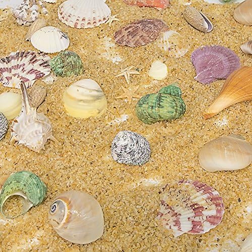 DomeStar Deniz Kabukları, Karışık Plaj Deniz Kabukları Okyanus Deniz Kabukları Renkli Doğal Deniz Kabukları Mum Yapımı için Ev