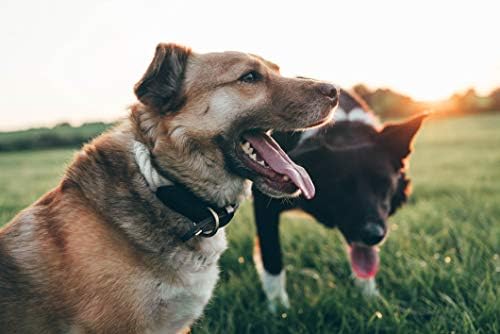 Atılmak Evcil Ülke Köpek Halat Tasma-Örgülü Pamuk Tasmalar w / Güçlü Deri Bitirmek için Küçük Orta ve Büyük Cins Köpekler-Ağır